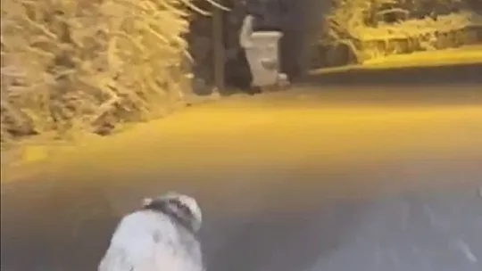 Karakoçan'da aç kalan kurt merkeze kadar indi