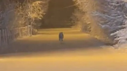 Karakoçan'da aç kalan kurt merkeze kadar indi