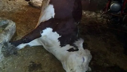 Keban'da ağıla yıldırım düşmesi sonucu, 3 büyükbaş hayvan telef oldu