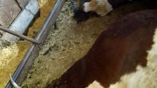 Keban'da ağıla yıldırım düşmesi sonucu, 3 büyükbaş hayvan telef oldu