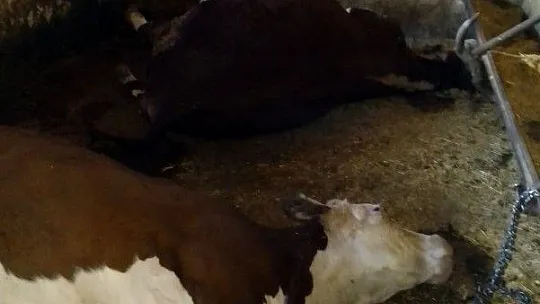 Keban'da ağıla yıldırım düşmesi sonucu, 3 büyükbaş hayvan telef oldu
