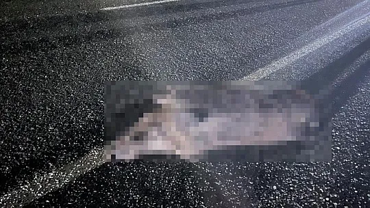 Araç domuz sürüsüne çarptı: 2 yaralı