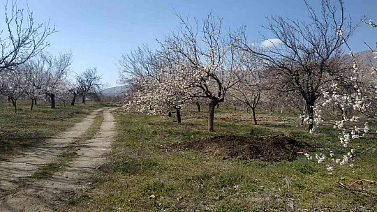 Çiçek açan ağaçlar rengarenk görüntü oluşturdu