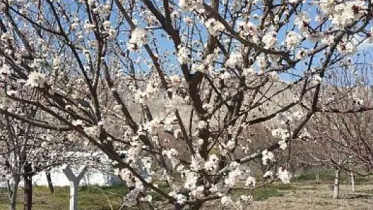 Çiçek açan ağaçlar rengarenk görüntü oluşturdu