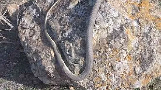Havaların ısınmasıyla yılanlar görülmeye başlandı