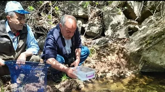 Benekli semender izleme çalışması gerçekleştirildi
