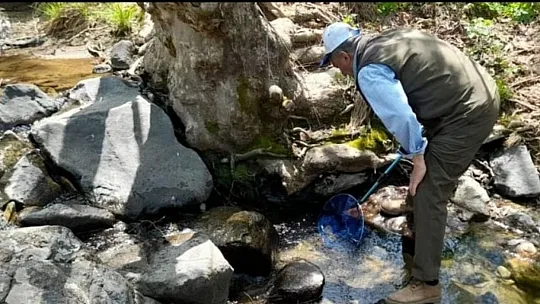 Benekli semender izleme çalışması gerçekleştirildi