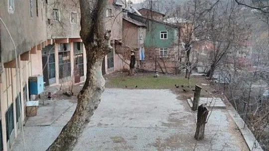 Maden'deki 115 yıllık 'Dua çınarı' tescillendi