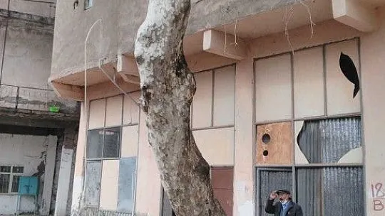 Maden'deki 115 yıllık 'Dua çınarı' tescillendi