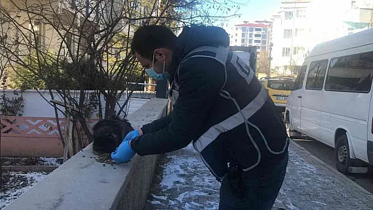 Çatıda mahsur kalan kedi için HAYDİ ve itfaiye ekipleri seferber oldu