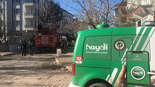 Çatıda mahsur kalan kedi için HAYDİ ve itfaiye ekipleri seferber oldu