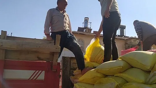 Çiftçilere yüzde 75 hibeli sarımsak tohumu dağıtıldı