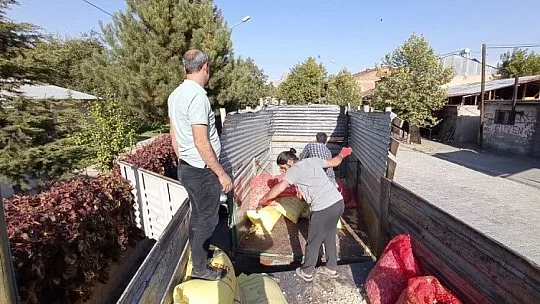 Çiftçilere yüzde 75 hibeli sarımsak tohumu dağıtıldı