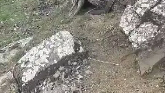 Dev yılanı görünce ne yapacağını şaşırdı