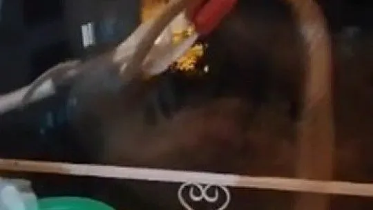 Bir binanın beşinci katında görülen yılan paniğe neden oldu