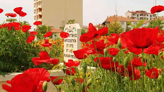 Gelincikler mezarlığı kırmızıya bürüdü