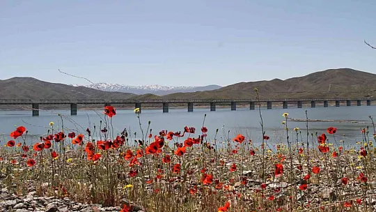 Görüntüsüyle huzur veren gelinciklerin görsel şöleni