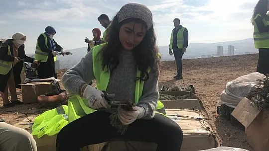 Elazığ'da İpek Yolu gönüllüleri 40bin kök lavanta ekti