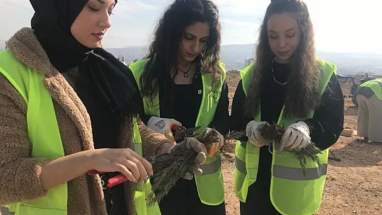 Elazığ'da İpek Yolu gönüllüleri 40bin kök lavanta ekti