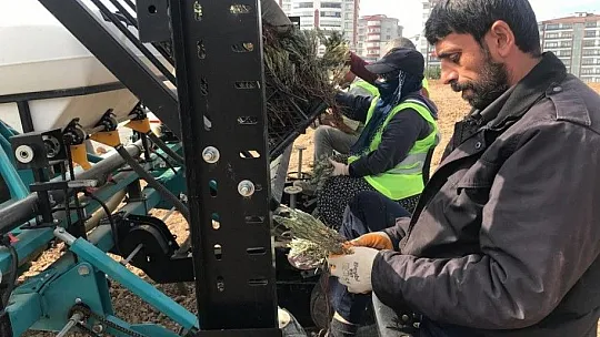 Elazığ'da İpek Yolu gönüllüleri 40bin kök lavanta ekti