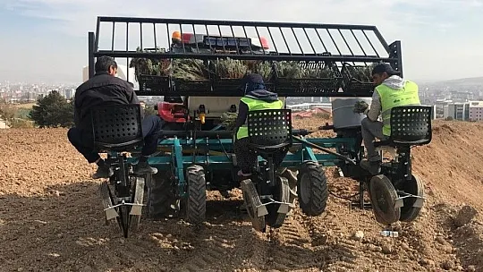 Elazığ'da İpek Yolu gönüllüleri 40bin kök lavanta ekti