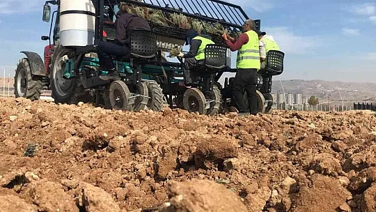 Elazığ'da İpek Yolu gönüllüleri 40bin kök lavanta ekti