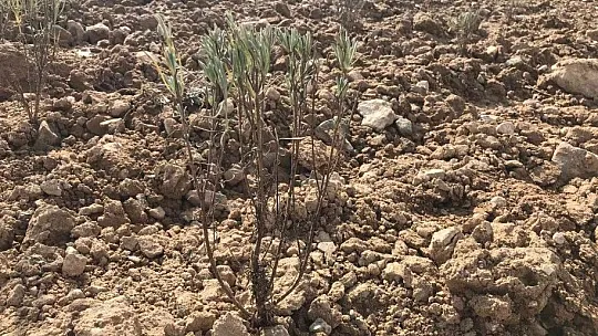 Elazığ'da İpek Yolu gönüllüleri 40bin kök lavanta ekti
