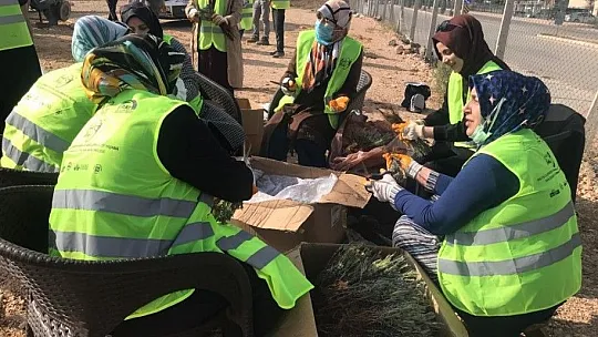 Elazığ'da İpek Yolu gönüllüleri 40bin kök lavanta ekti