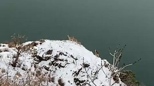 Elazığ jandarması, yaban hayatı için doğaya yem bıraktı