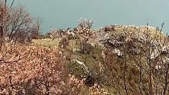 Elazığ jandarması, yaban hayatı için doğaya yem bıraktı
