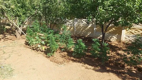 Evinin bahçesine kaçak kenevir eken şüpheli yakalandı