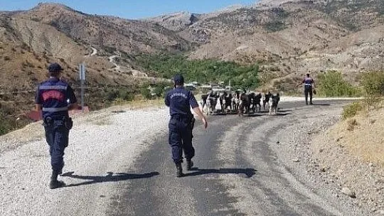 Kaybolan keçiler jandarmanın drone desteği ile bulundu