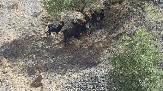 Kaybolan keçiler jandarmanın drone desteği ile bulundu