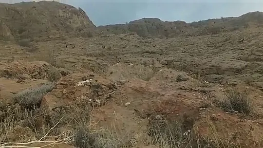 Dağ keçileri sürü halinde görüntülendi