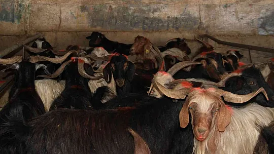 Elazığ'da kurbanlıklar pazara indi