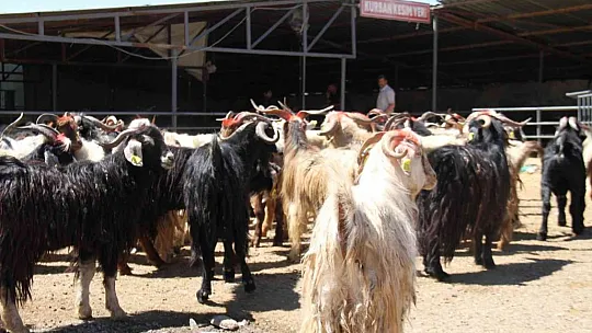 Elazığ'da kurbanlıklar pazara indi