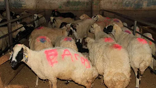 Elazığ'da kurbanlıklar pazara indi