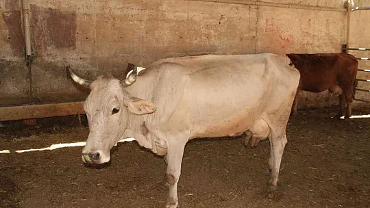 Elazığ'da kurbanlıklar pazara indi