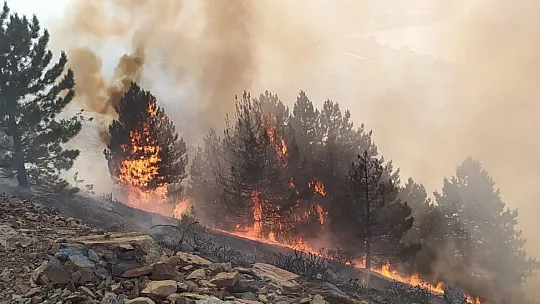 Elazığ'da orman yangını