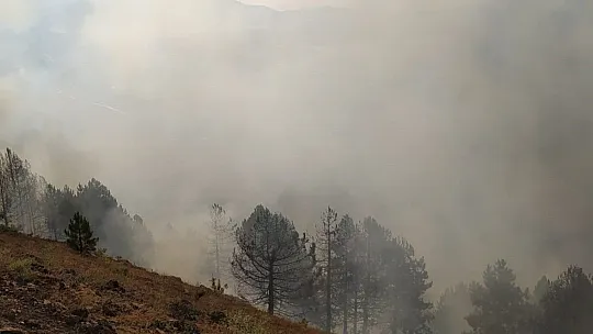 Elazığ'da orman yangını