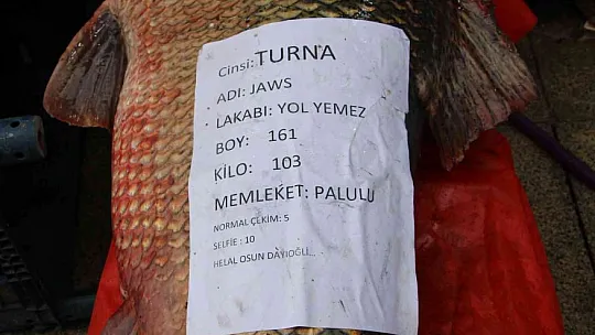 Dev turna balığına 'Yol Yemez' lakabı verildi