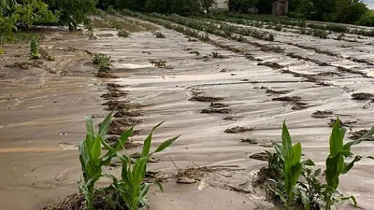 Elazığ'da tarım arazilerini sel vurdu