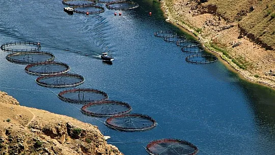 Elazığ'da üretilen 21 bin ton alabalık, 25 Avrupa ülkesine ihraç ediliyor