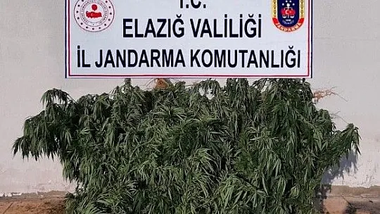 Elazığ jandarma zehir tacirlerine nefes aldırmıyor
