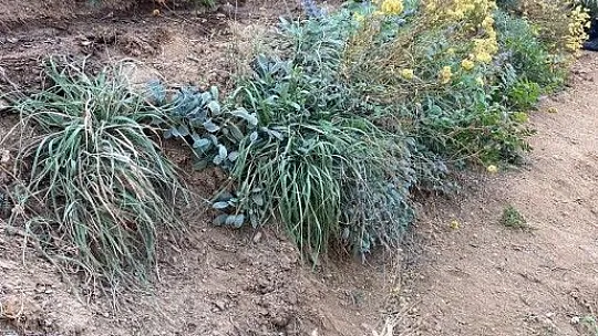 Elazığ jandarma zehir tacirlerine nefes aldırmıyor