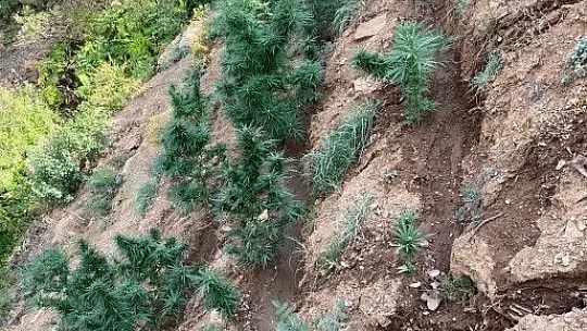 Elazığ jandarma zehir tacirlerine nefes aldırmıyor