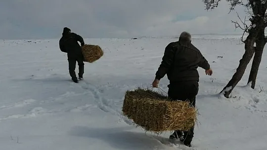 Yaban hayvanları için doğaya yem bırakıldı