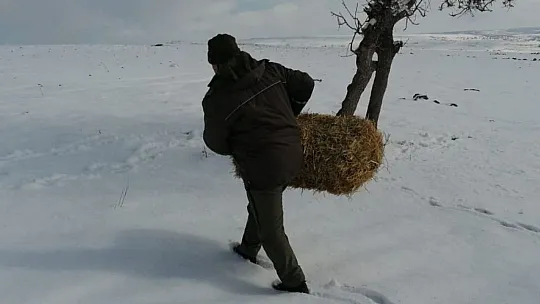 Yaban hayvanları için doğaya yem bırakıldı