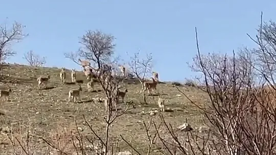 Yaban keçileri bu sefer sürü halinde görüntülendi
