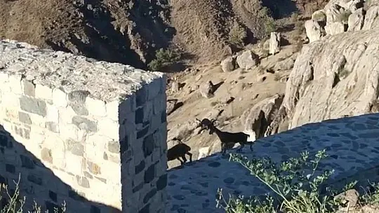 Yaban keçileri tarihi Harput Kalesine indi